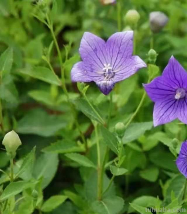 只有北方才有的中药材,你都知道有哪些吗?