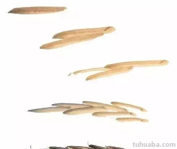 图文教程：写意蔬果篇，棒棒哒！