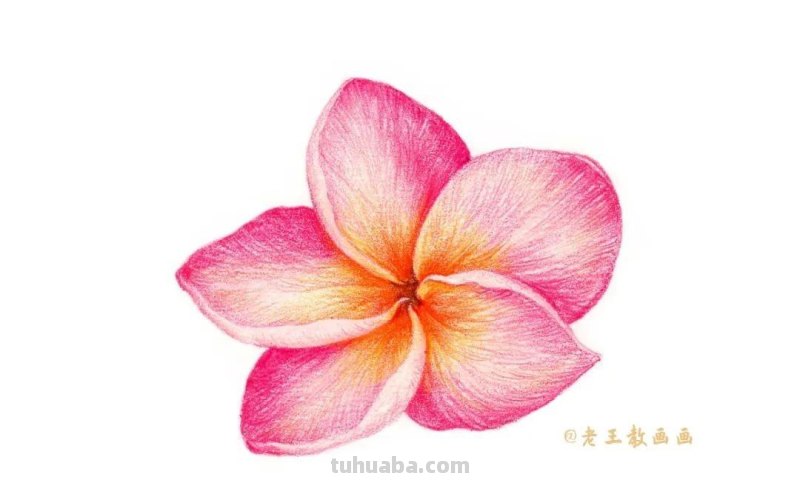 零基础也能画彩铅,教你画一朵小红花 零基础也能画彩铅,教你画一朵小红花