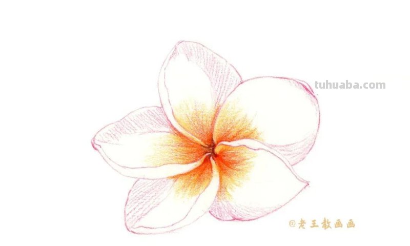 零基础也能画彩铅,教你画一朵小红花 零基础也能画彩铅,教你画一朵小红花