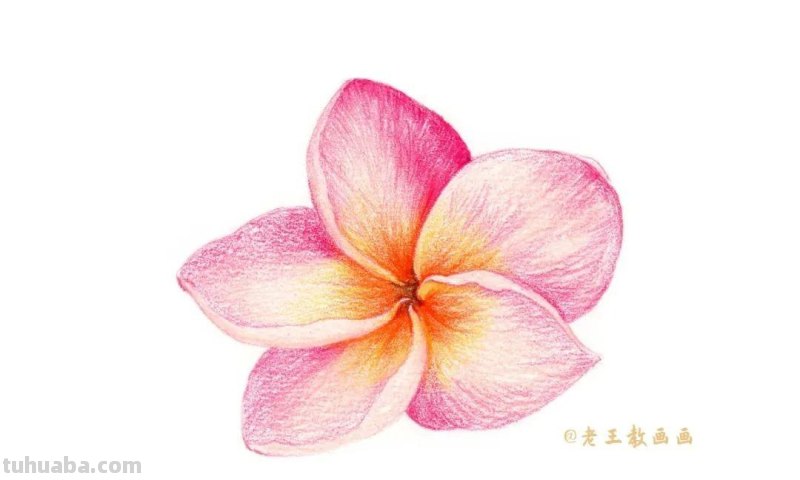 零基础也能画彩铅,教你画一朵小红花 零基础也能画彩铅,教你画一朵小红花