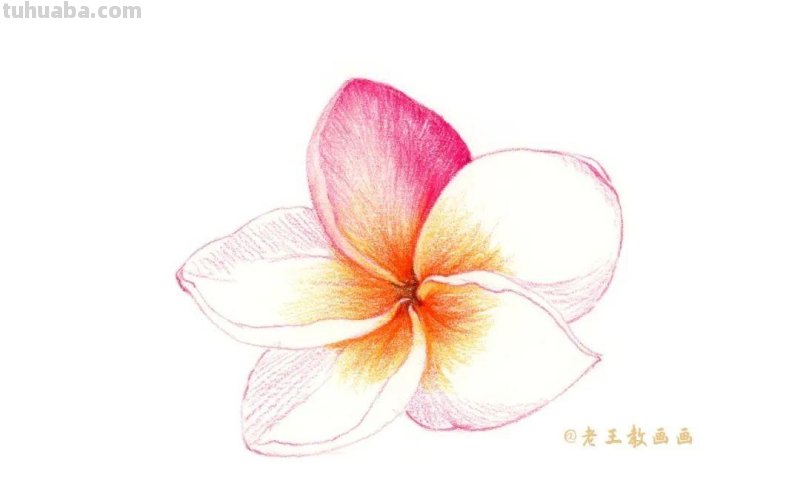零基础也能画彩铅,教你画一朵小红花 零基础也能画彩铅,教你画一朵小红花