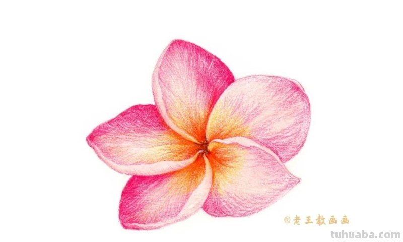 零基础也能画彩铅,教你画一朵小红花 零基础也能画彩铅,教你画一朵小红花