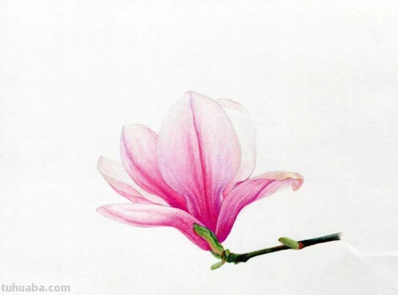 零基础也能画好彩铅，手把手教你画木兰花