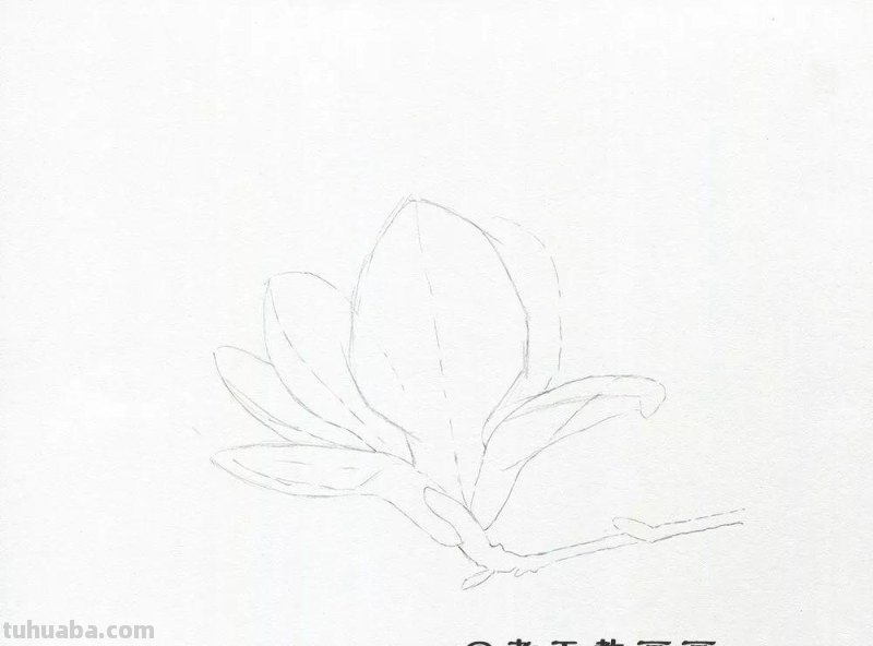 零基础也能画好彩铅，手把手教你画木兰花