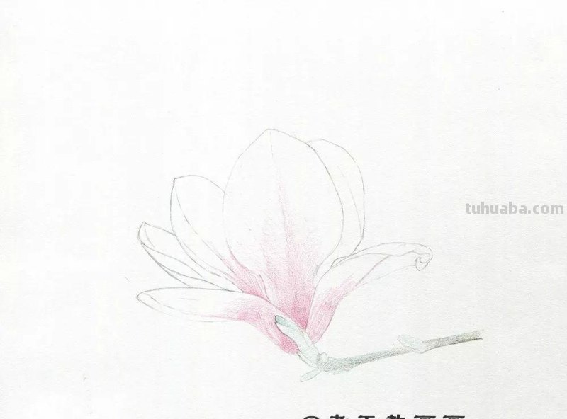 零基础也能画好彩铅，手把手教你画木兰花