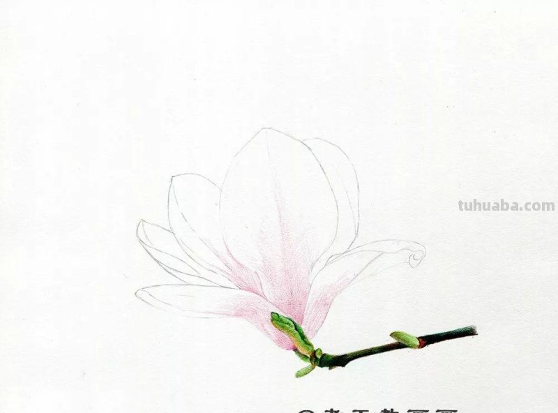 零基础也能画好彩铅，手把手教你画木兰花