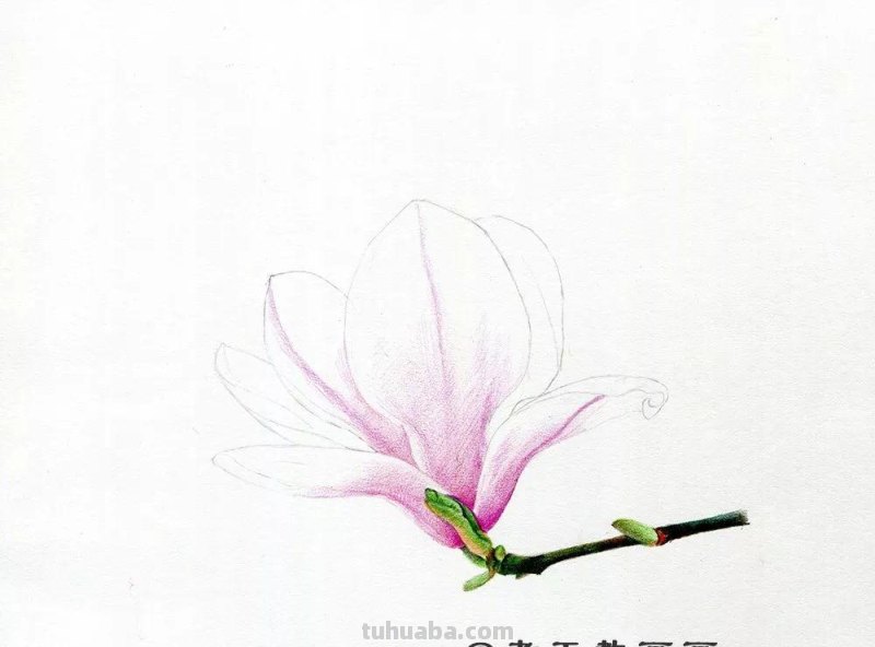 零基础也能画好彩铅，手把手教你画木兰花