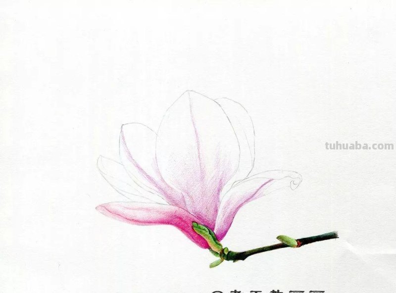 零基础也能画好彩铅，手把手教你画木兰花