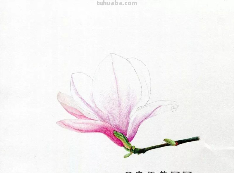 零基础也能画好彩铅，手把手教你画木兰花
