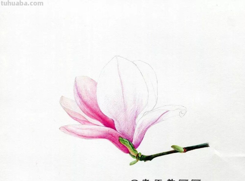 零基础也能画好彩铅，手把手教你画木兰花
