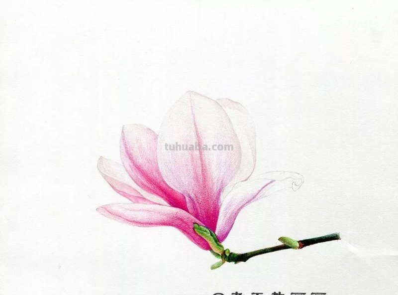 零基础也能画好彩铅，手把手教你画木兰花
