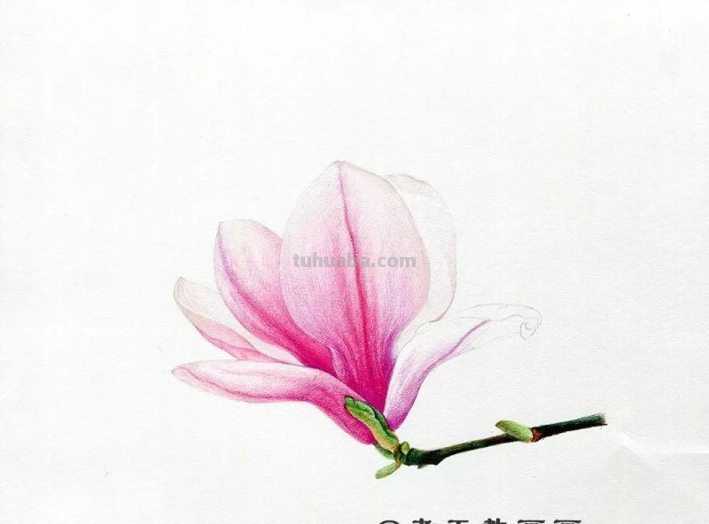 零基础也能画好彩铅，手把手教你画木兰花