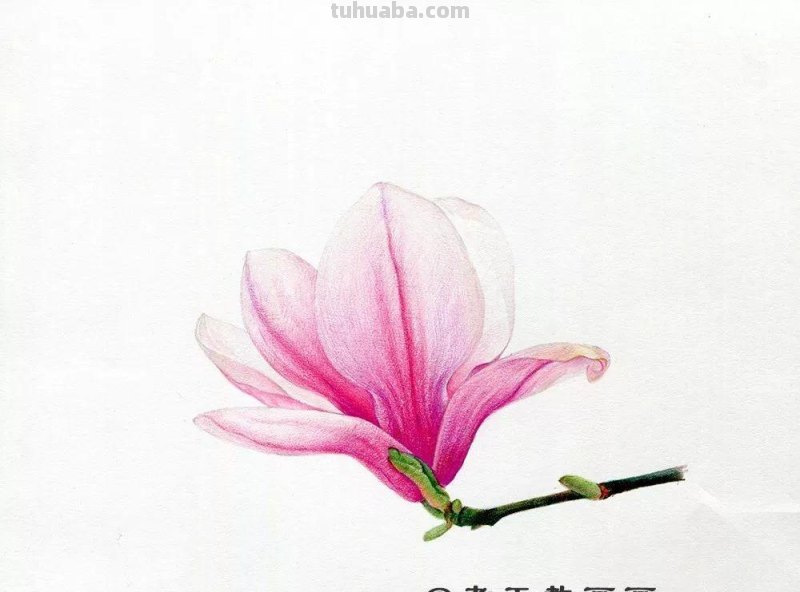 零基础也能画好彩铅，手把手教你画木兰花
