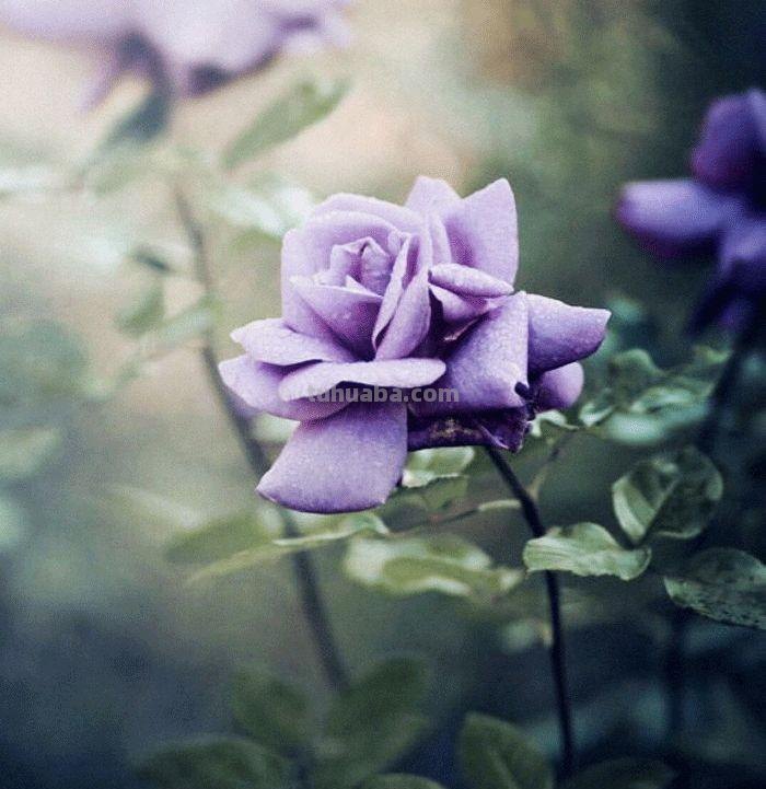 用彩铅画出来的花，就是好看！