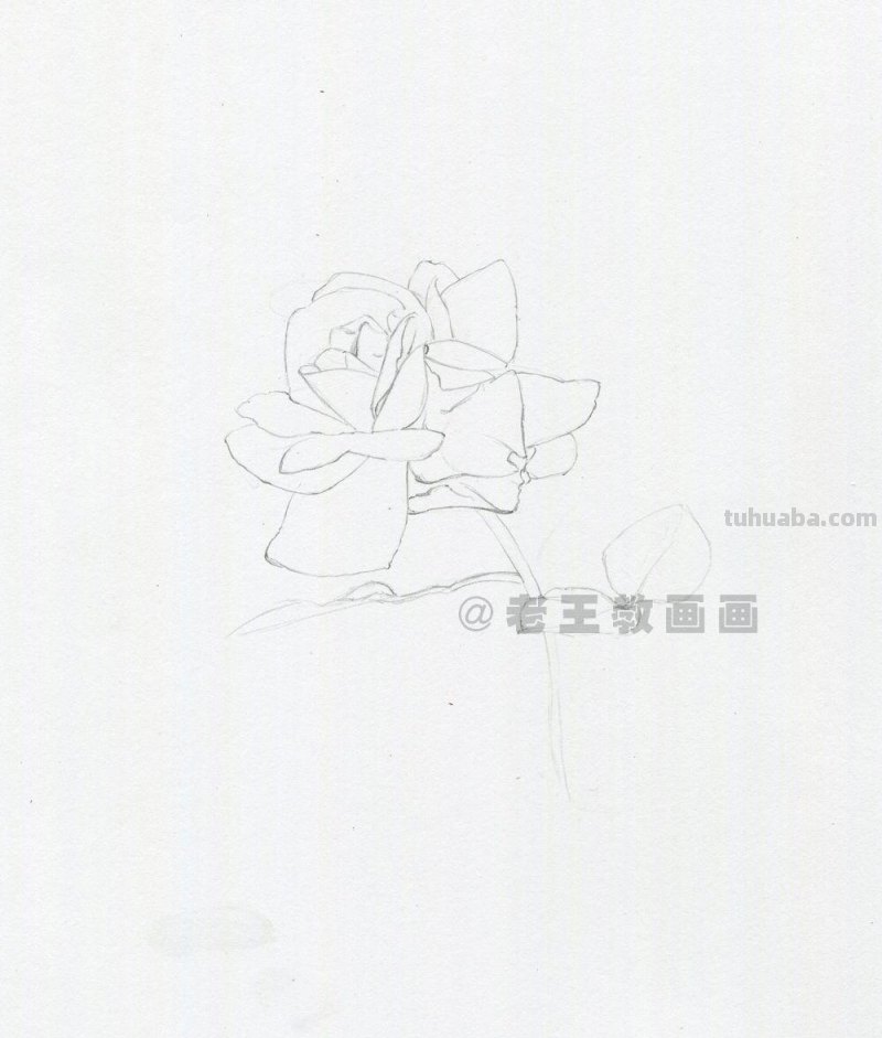 用彩铅画出来的花，就是好看！