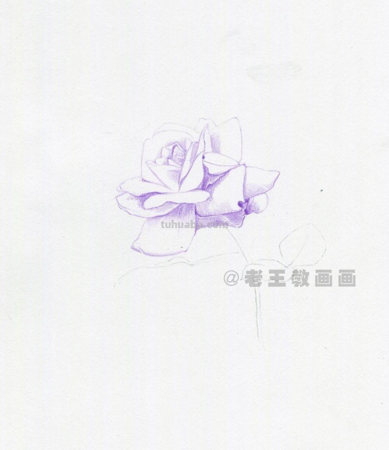 用彩铅画出来的花，就是好看！