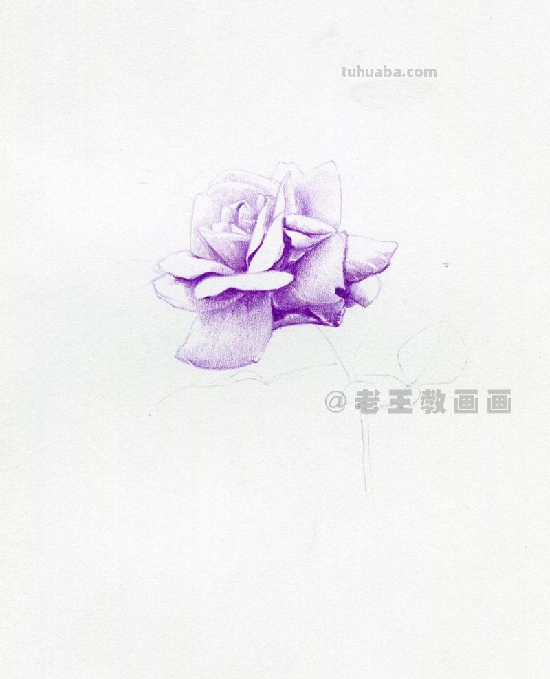 用彩铅画出来的花，就是好看！