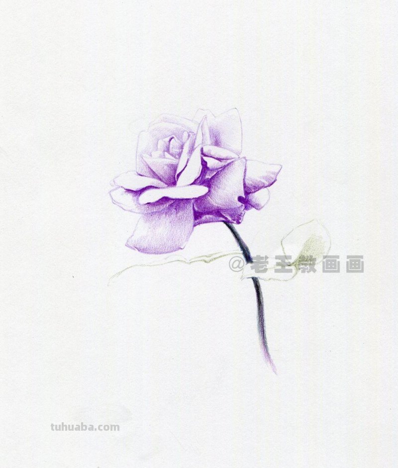 用彩铅画出来的花，就是好看！