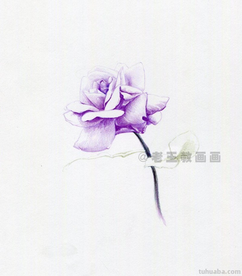 用彩铅画出来的花，就是好看！