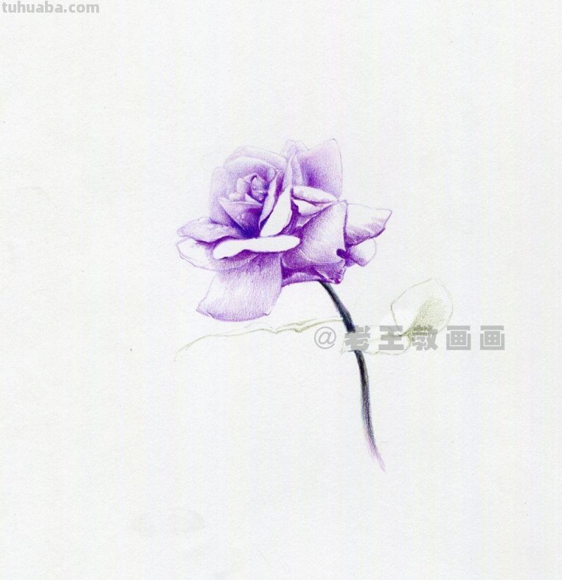 用彩铅画出来的花，就是好看！