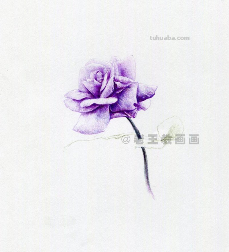 用彩铅画出来的花，就是好看！