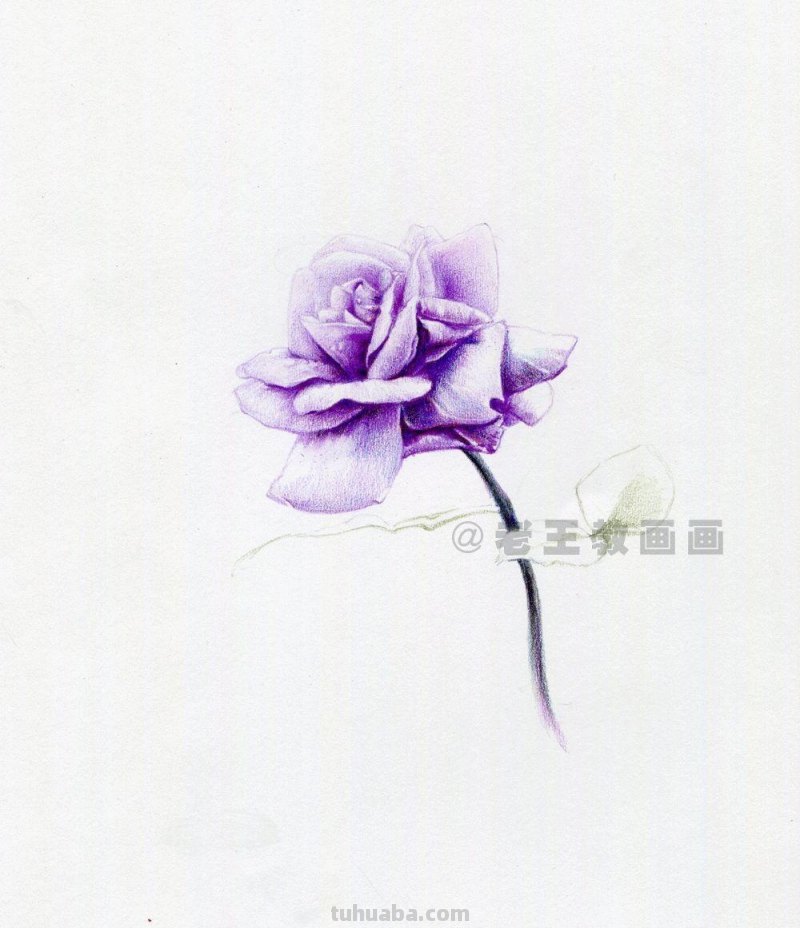 用彩铅画出来的花，就是好看！