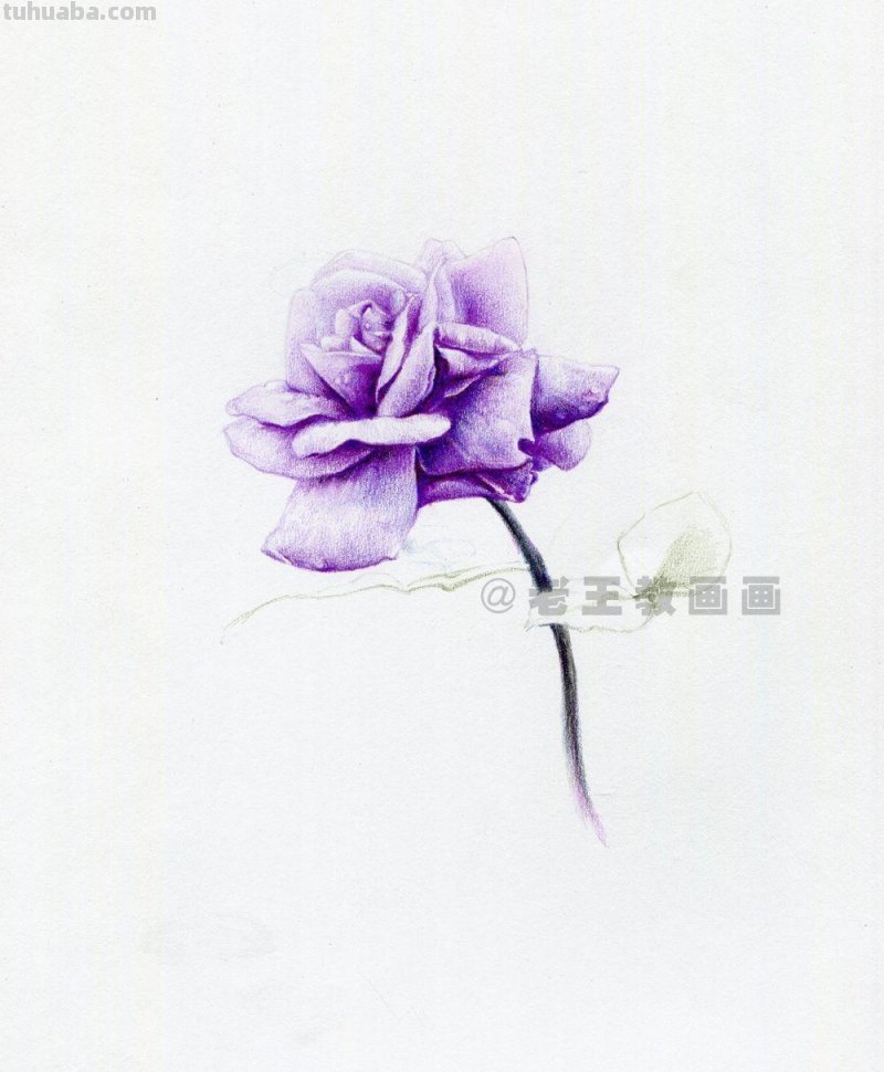 用彩铅画出来的花，就是好看！