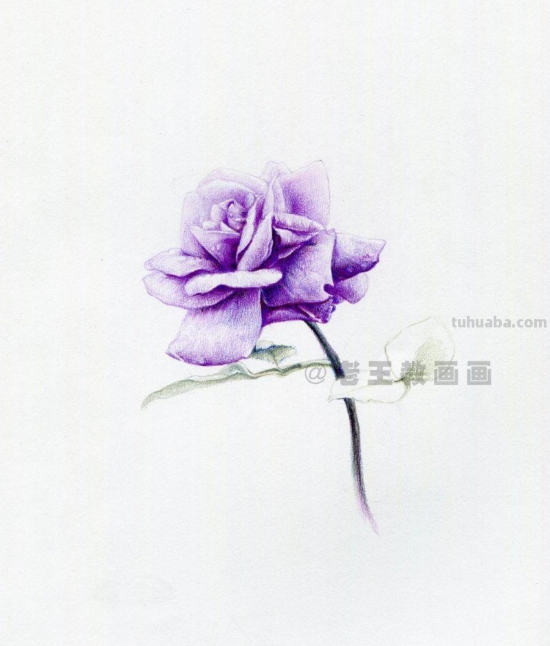 用彩铅画出来的花，就是好看！