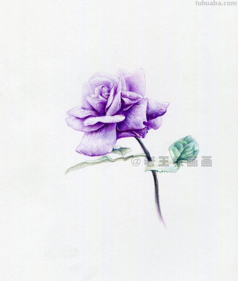 用彩铅画出来的花，就是好看！