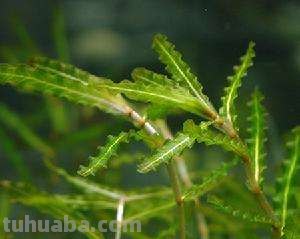 常见水草-菹草