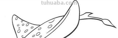 海洋动物怎么画,果果分享这几个教程给你,别被孩子看笑话啦 海洋动物怎么画,果果分享这几个教程给你,别被孩子看笑话啦