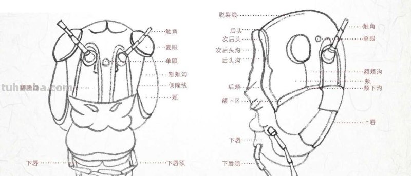 工笔画草虫不会画？那是你没有学会画这些基本画法，简单易学！