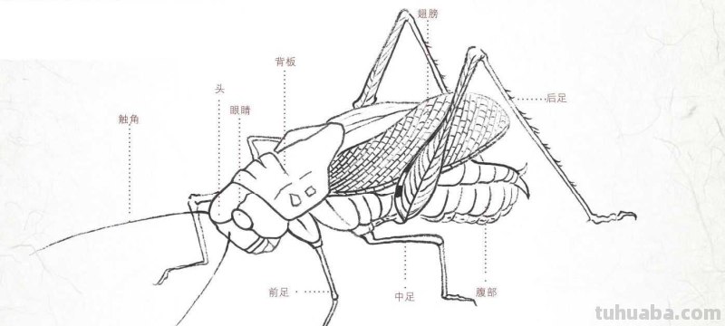 工笔画草虫不会画？那是你没有学会画这些基本画法，简单易学！