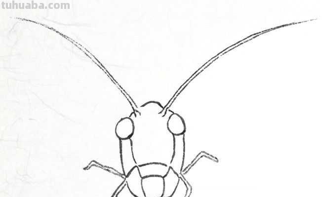 工笔画草虫不会画？那是你没有学会画这些基本画法，简单易学！