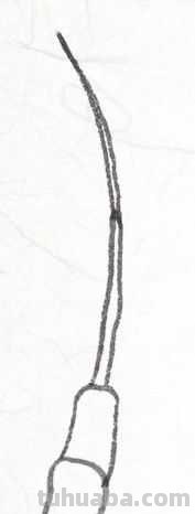 工笔画草虫不会画？那是你没有学会画这些基本画法，简单易学！