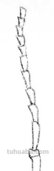 工笔画草虫不会画？那是你没有学会画这些基本画法，简单易学！