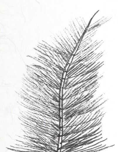 工笔画草虫不会画？那是你没有学会画这些基本画法，简单易学！