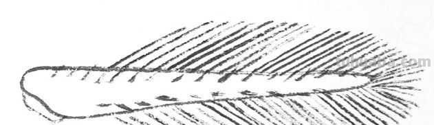 工笔画草虫不会画？那是你没有学会画这些基本画法，简单易学！