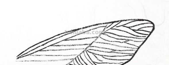 工笔画草虫不会画？那是你没有学会画这些基本画法，简单易学！