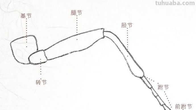 工笔画草虫不会画？那是你没有学会画这些基本画法，简单易学！