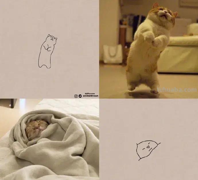 灵魂画手的动物简笔画系列，沙雕又可爱