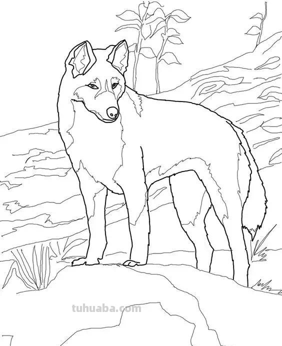 动物类高清简笔画教程，打印出来让孩子涂色画画