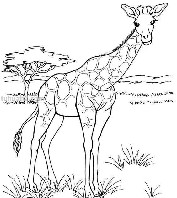 动物类高清简笔画教程，打印出来让孩子涂色画画