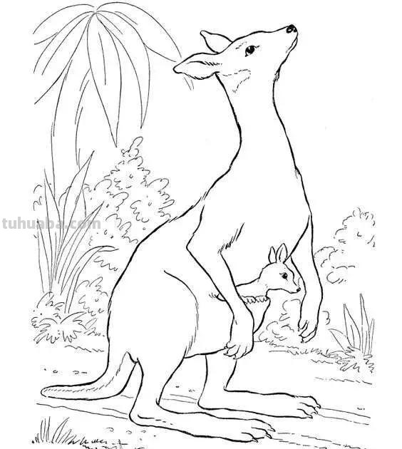 动物类高清简笔画教程，打印出来让孩子涂色画画