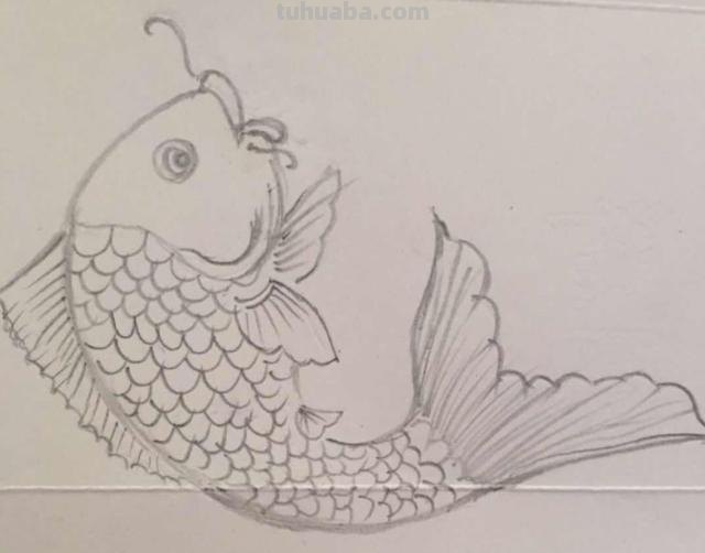 鲤鱼怎么画简笔画图片(鲤鱼怎么画简笔画图片大全) 鲤鱼怎么画简笔画图片(鲤鱼怎么画简笔画图片大全)