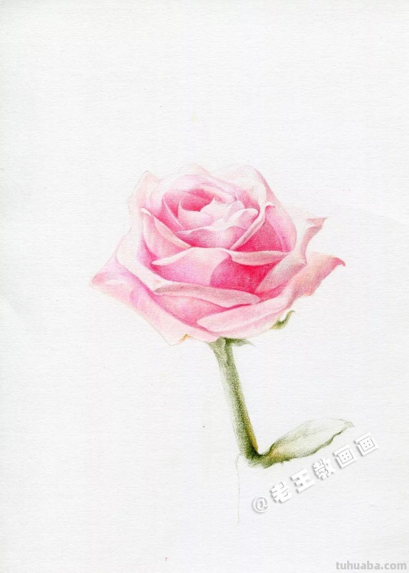 用彩铅画出来的玫瑰花,比真的好看100倍 用彩铅画出来的玫瑰花,比真的好看100倍