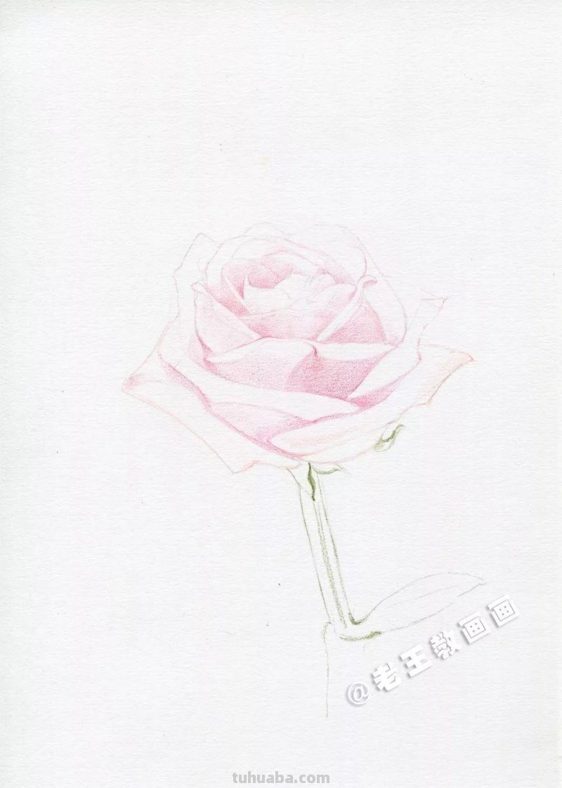 用彩铅画出来的玫瑰花,比真的好看100倍 用彩铅画出来的玫瑰花,比真的好看100倍