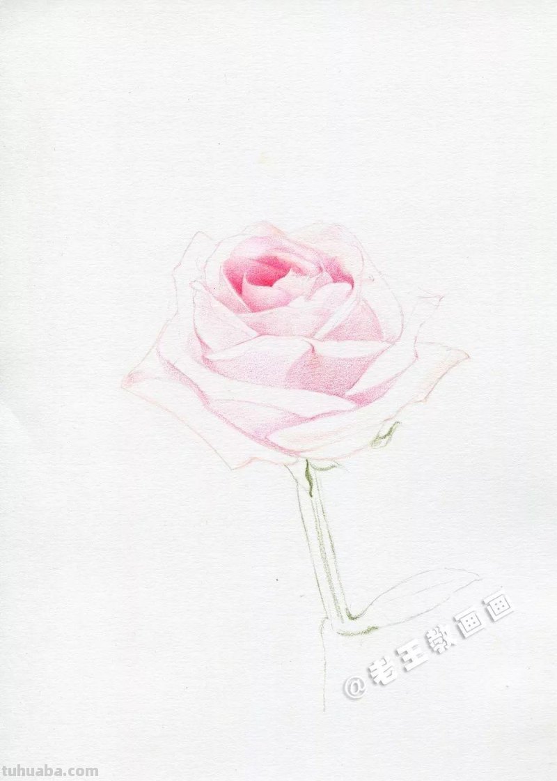 用彩铅画出来的玫瑰花,比真的好看100倍 用彩铅画出来的玫瑰花,比真的好看100倍