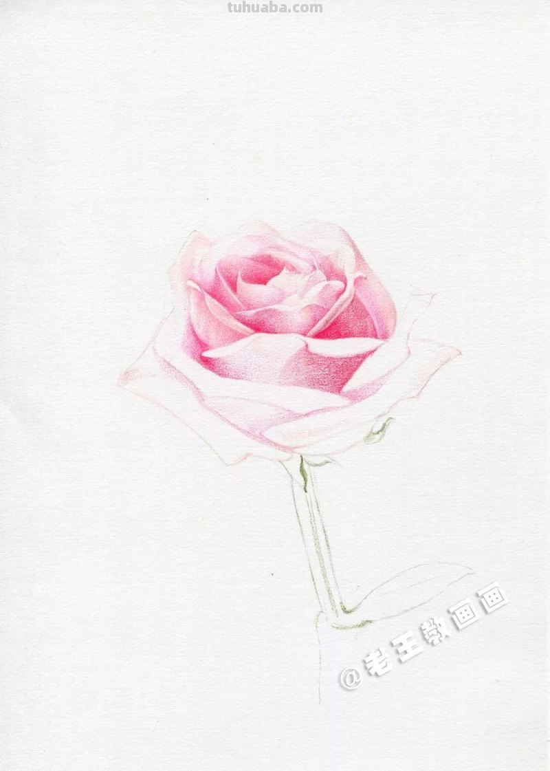 用彩铅画出来的玫瑰花,比真的好看100倍 用彩铅画出来的玫瑰花,比真的好看100倍